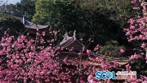 云赏花丨樱花漫古刹 西昌泸山花映春四川在线