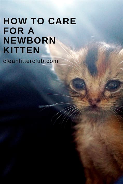 How To Care For A Newborn Kitten Newborn Kittens Cat Care Kitten Care