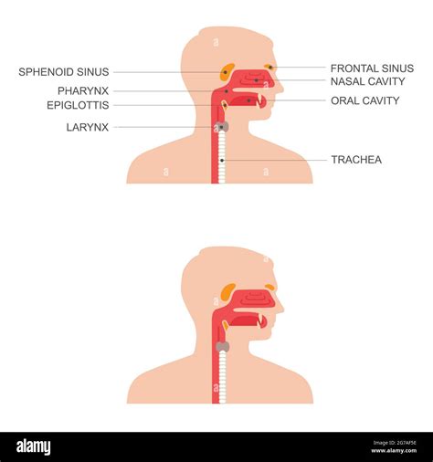 Coupe Transversale De L Anatomie De La Gorge Du Nez Illustration