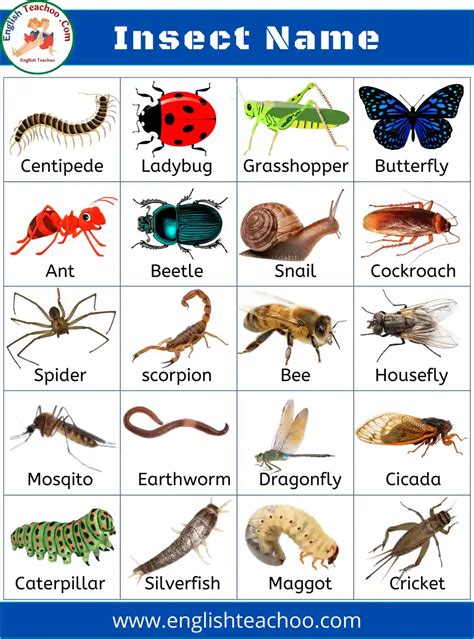 Insects Names List