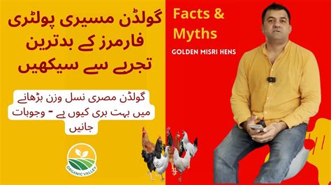 Learn From The Worse Experience Of Golden Misri Poultry Farmers Learn