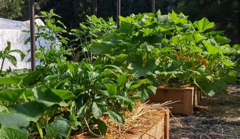 Comment Prot Ger Les Cultures Dans Un Jardin Potager