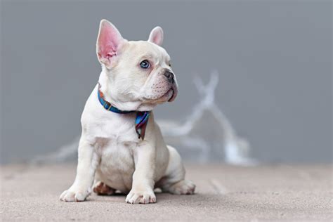 White French Bulldog: Info, Pictures, Traits, & Facts | Hepper