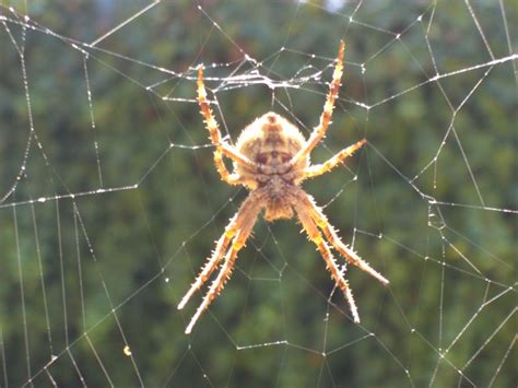 Pacific Northwest Spiders Doorholoser