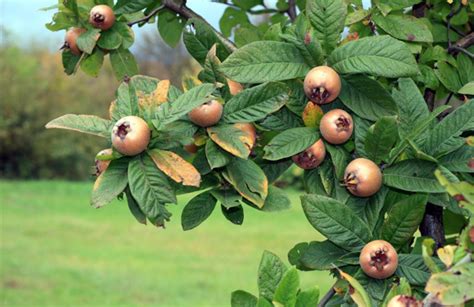 I 5 Alberi Da Frutta Facili Da Coltivare In Giardino Deabyday