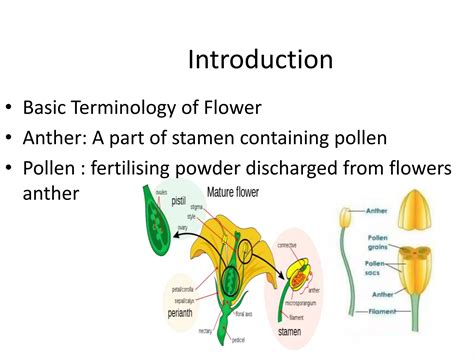 Anther Culture And Pollen Culture Ppt