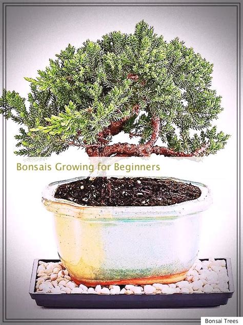 Bonsais Growing Tips For Beginners Bonsai Tree Types Indoor Bonsai