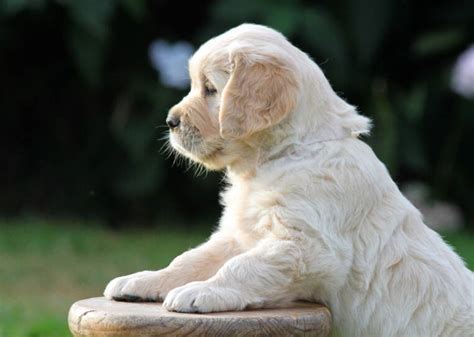 Cuanto Cuesta Cuidar Un Golden Retriever