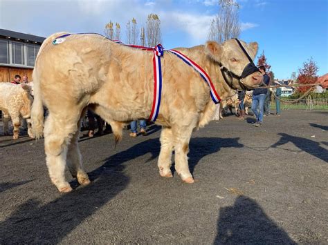 La Sa Ne Et Loire Au Palmar S Du Concours Charolais De Luzy