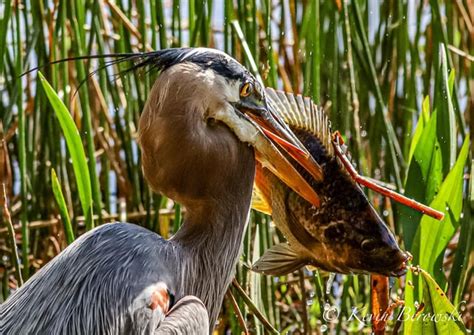 Great Blue Herron Lake Seminole Park Florida Rnaturephotography