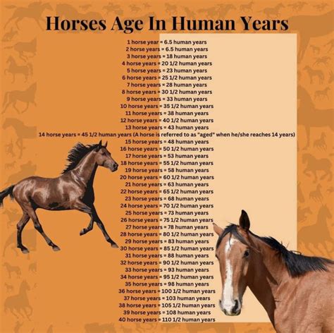 The Horse Age In Human Years Is Shown