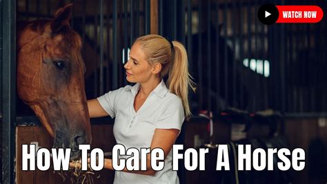 How To Care For A Horse Ultimate Guide For Beginners Youtube