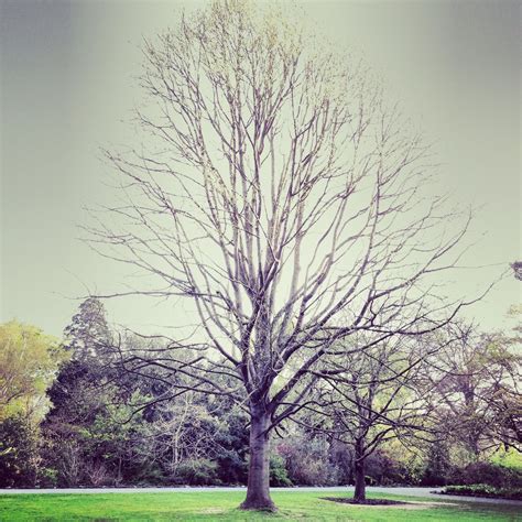 Fotos gratis árbol naturaleza césped rama planta cielo Mañana