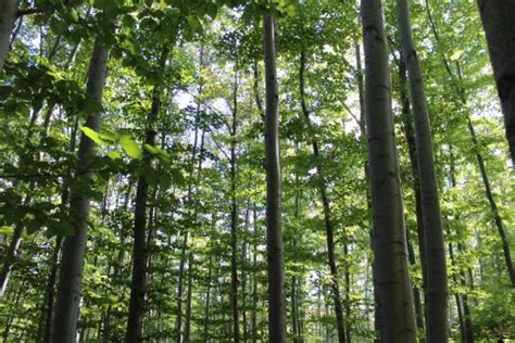 Free Images Tree Nature Branch Light Wood Sunlight Leaf Flower