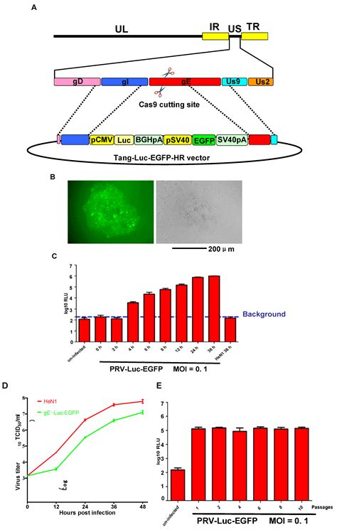 Viruses Free Full Text Recombinant Pseudorabies Virus Prv