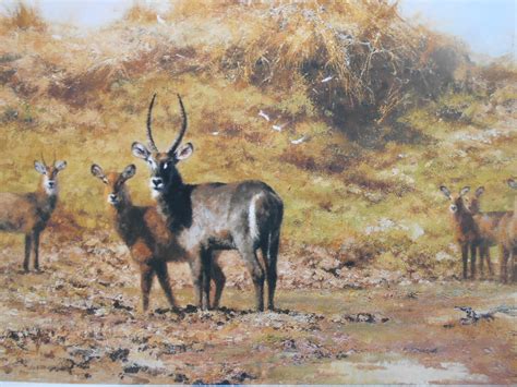 David Shepherd Print Waterbuck FRAMED EBay