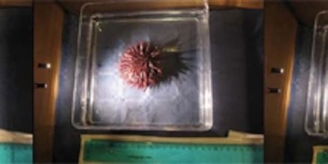 Sea Urchins Use Their Entire Body As An Eye