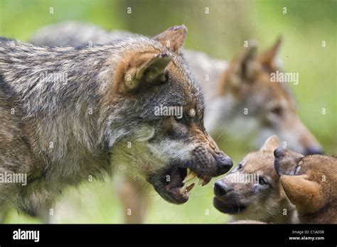 Wolf pup Stock Photo - Alamy