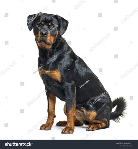 These dog breed rottweiler pictures show a surprisingly soft side 8