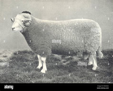 Sheep Welsh Mountain Ram First At Rase Show 1910 1912 Old Antique