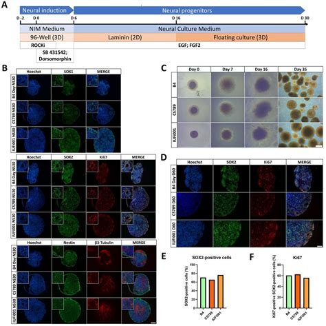 Mouse Ki67 Cell Signaling Technology Inc Bioz