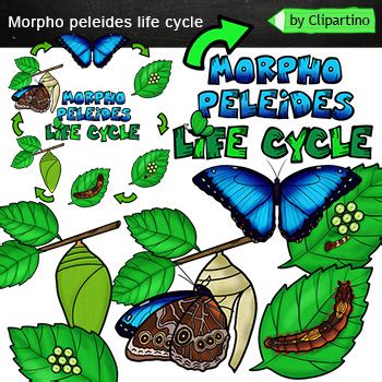 Butterfly Life Cycle Clip Art-Morpho peleides by Clipartino | TpT