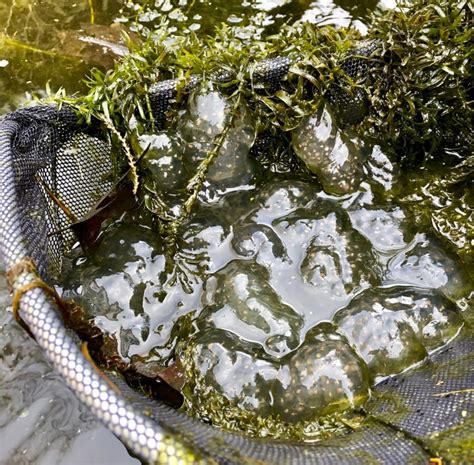 The Year Of The Spotted Salamander Egg Masses Galore A Way To Garden