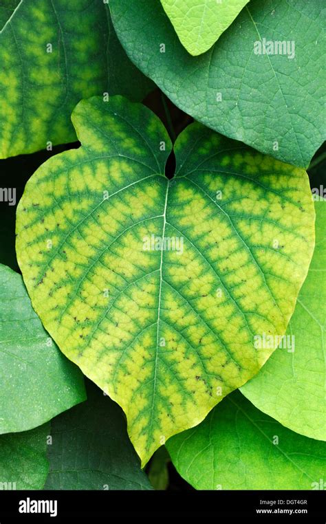 Leaf Of A Birthwort Pipevine Or Dutchmans Pipe Aristolochia