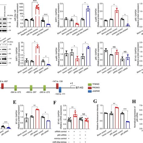 Mir 34a Promoted Tumor Growth By Inducing B7 H3 And Tnf α A Mir 34a