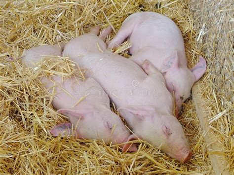 Young Pigs Sleeping On Straw In Pigsty Stock Photo Image Of Pork