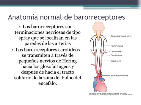 Regulación Nerviosa De La Circulación Y Control Rapido Ppt