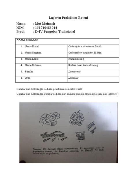 Laporan Praktikum Botani Serbuk Daun Kumis Kucing Pdf