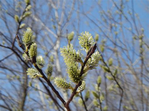 Pussy Willow Vinland Valley Nursery