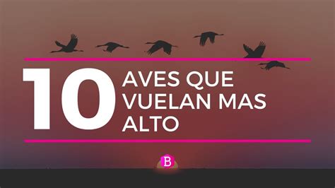 Top 10 AVES Que Vuelan MAS ALTO YouTube