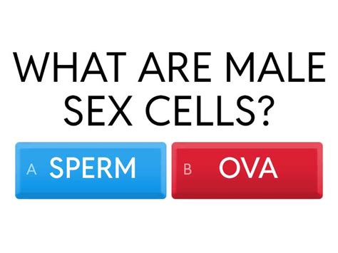 MALE SEX CELLS Cuestionario