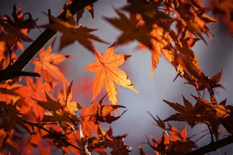 200 000 kostenlose Blätter Im Herbst und Herbst Bilder Pixabay