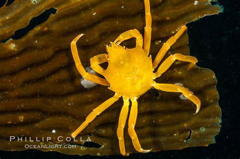 Northern Kelp Crab Macrocystis Pyrifera San Nicholas Island California