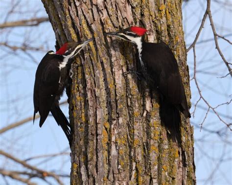 13 Interesting Facts About Pileated Woodpeckers