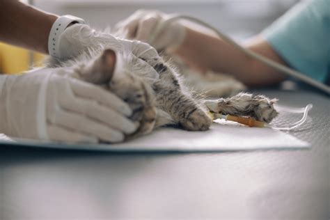 Panleukopenia Virus - Two Crazy Cat Ladies