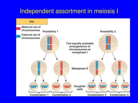 Ppt Chapter 2 Gbbe Part Iii Cell Division By Meiosis The Basis Of Sex Powerpoint