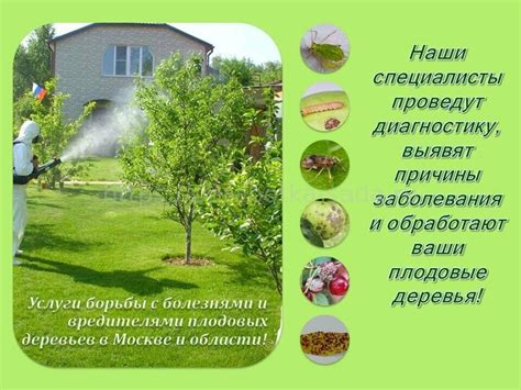 Опрыскивание деревьев от болезней и вредителей в саду