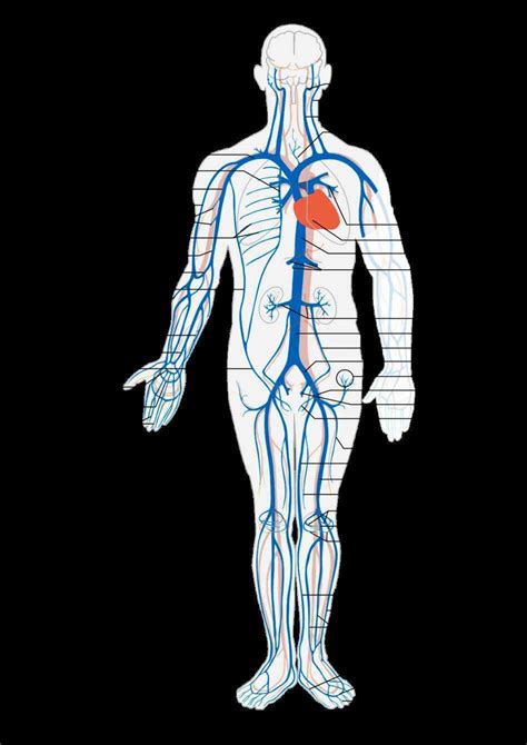 Arteries And Veins Structure Anatomy | MedicineBTG.com