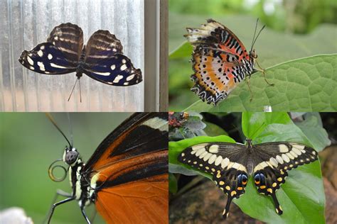 Dalen: Tucson Botanical Gardens-Butterfly Exhibit