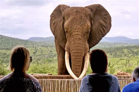 A Curiosa Hist Ria De Rambo Provavelmente O Maior Elefante Do Mundo Mdig