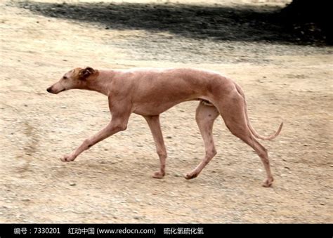 奔跑的灵缇犬高清图片下载 红动中国