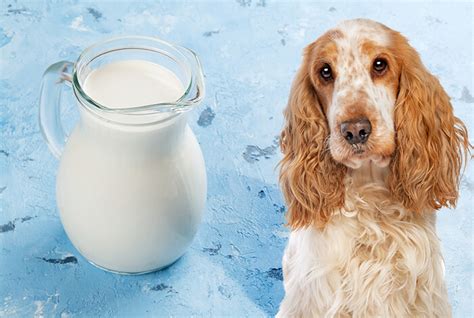 Is Powdered Milk Good For Dogs