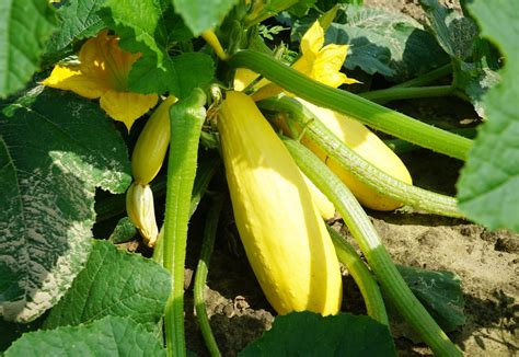 What Are Watermelon Companion Plants 5 Of The Best