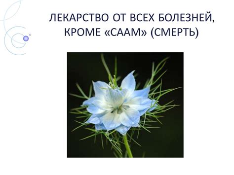 Лекарство от всех болезней, кроме «саам» (смерть) - презентация онлайн