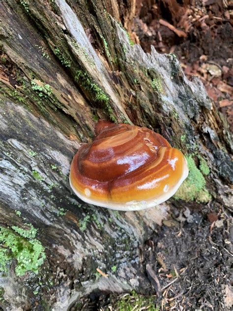 Reishi Mushroom Identification, Species, and Foraging - Mushroom ...