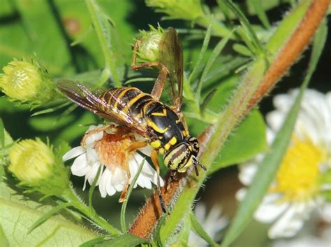 Spilomyia Longicornis Eastern Hornet Fly Photo By Bruce Gr Flickr